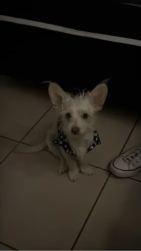 Estou doando os dois