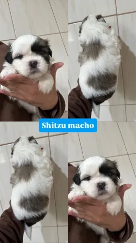 Shitzu mini