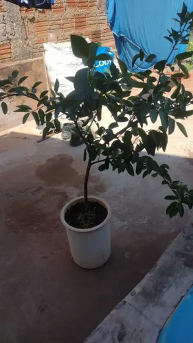 Muda limão Taiti enchertada