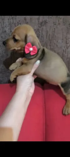 Daschund fêmea