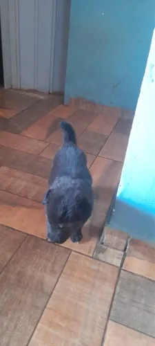 Filhotes de Pastor Suíço. 2 meses 