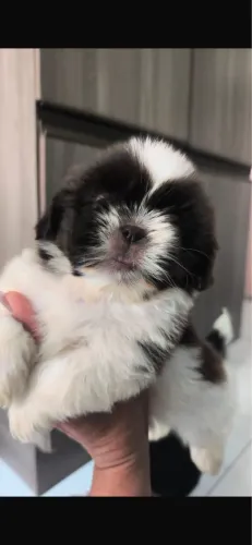 Shih-tzu vermifugados com 44 dias