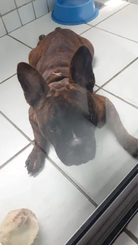 Vendo ou troco cachorro buldogue francês