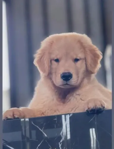 Filhote macho de Golden Retriever disponível com pedigree