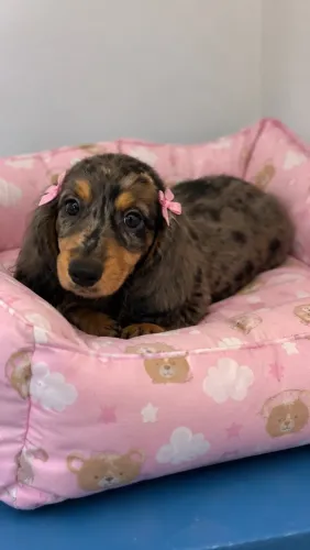 Dachshund pelo longo kaninchen