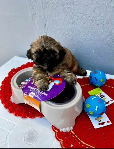 Shih tzu filhotes mini bibelô