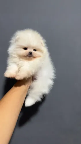 LULU DA POMERANIA ANÃO!!!