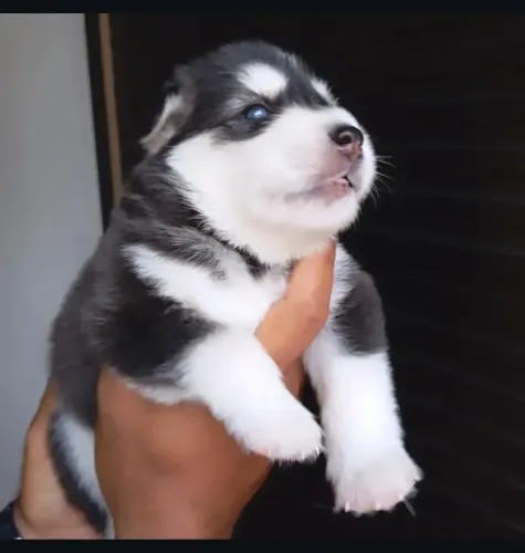 Filhotes de Husky Siberiano Disponíveis 