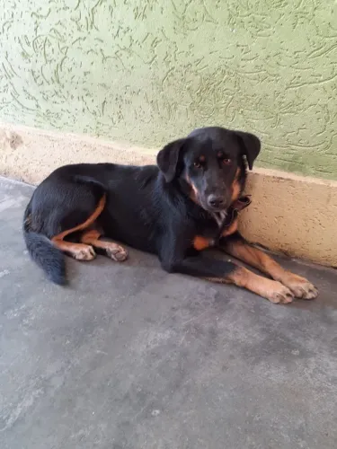 Cachorro doação