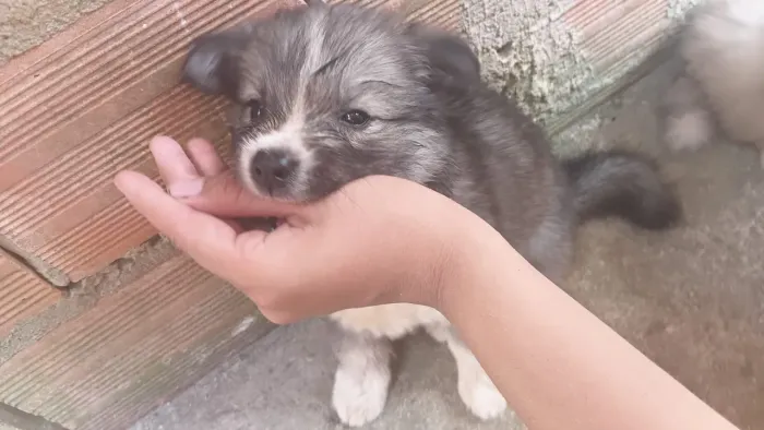 VENDE-SE FILHOTE DE HUSKY SIBERIANO! 1 MÊS E 20 DIAS, FÊMEA!!