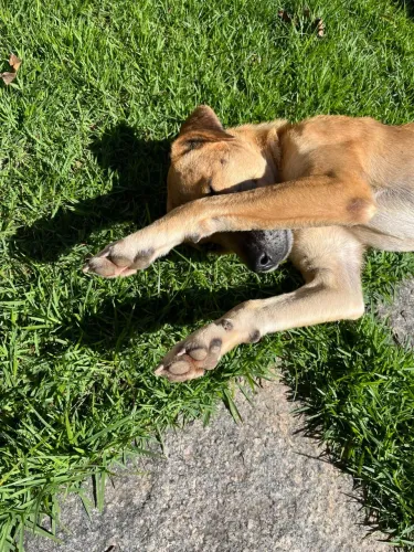 Cachorro SRD Fêmea 