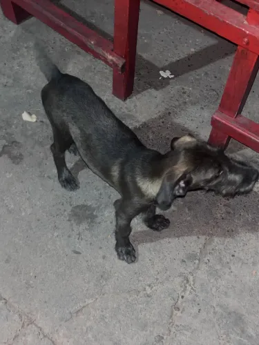Doa-se 2 cachorros porte médio