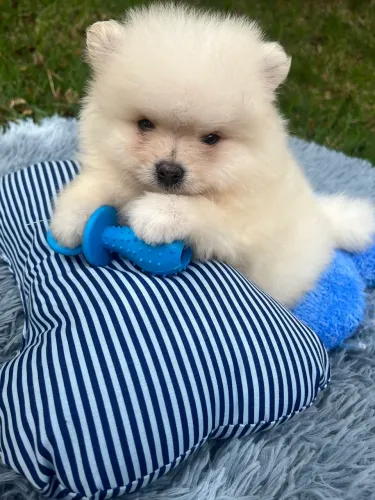 Lulu da Pomerania 