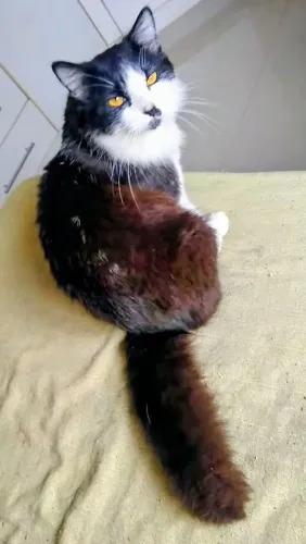 Doando Gato 8 meses