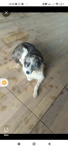 Border collie fêmea 2 anos não castrada