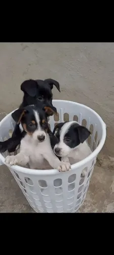 Cachorrinhos para adoção responsável 