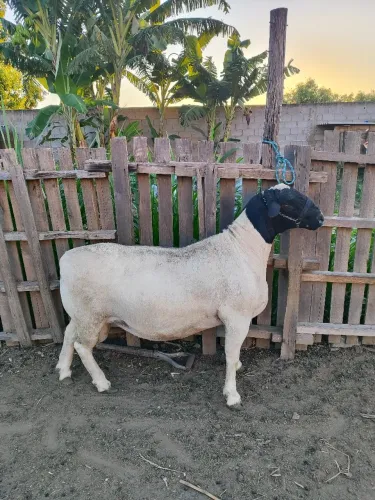 Vendo carneiro dorper puro