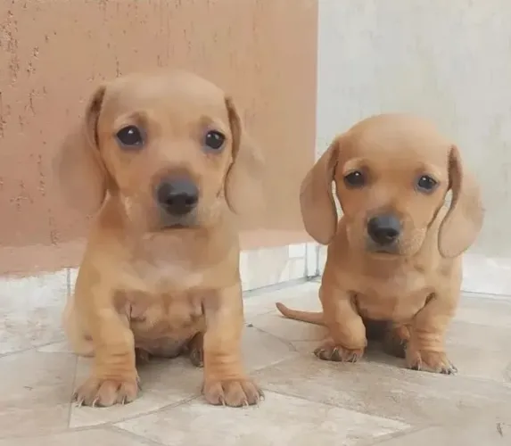 Basset Miniatura Filhotes Dachshund Caramelo.