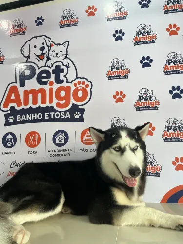 Banho e tosa