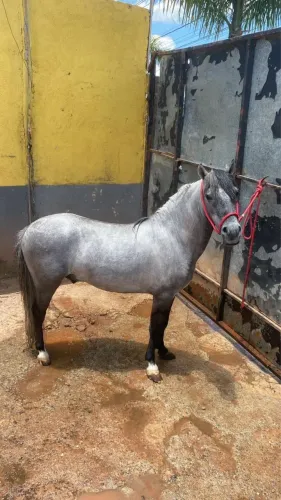Ponei Tordinho 3 anos