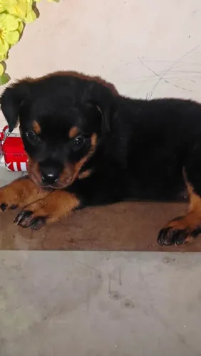 Lido rottweiler macho disponível *42