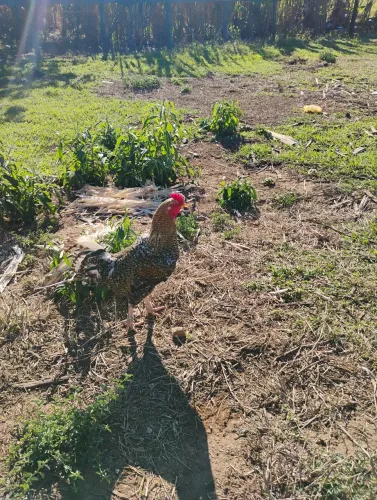 Galo caipira