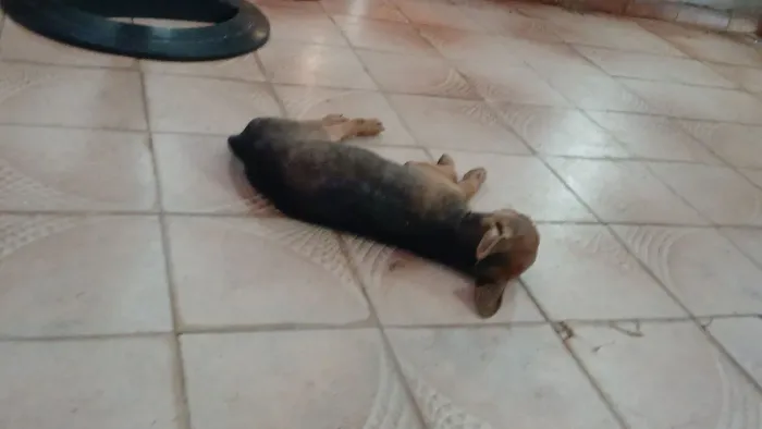 Cachorro vira lata