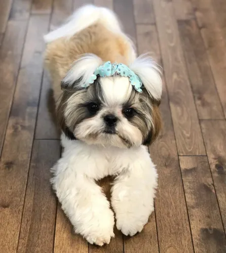 Filhotes De ShihTzu - Um Pacotinho De Pelo Cheio De Amor Está Te Esperando