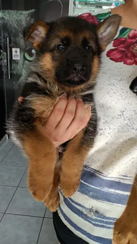 Filhote de cachorro