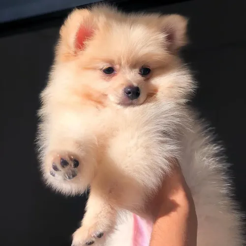 Lulu da pomerania fêmea
