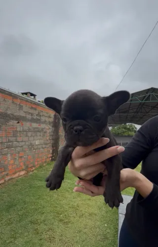 FILHOTES DE BULDOGUE FRANCÊS À VENDA!