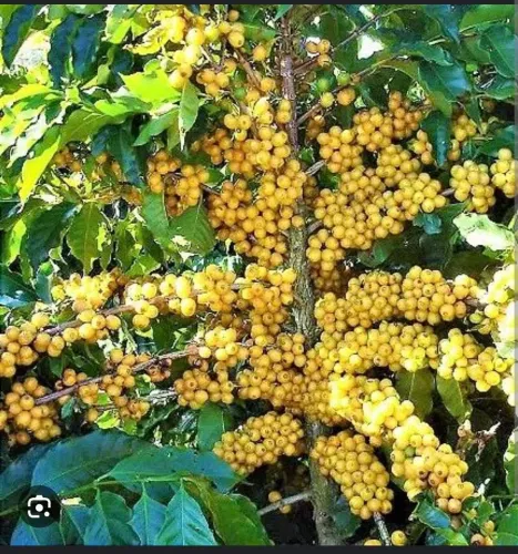 Café torrado; em grãos moído e café verde