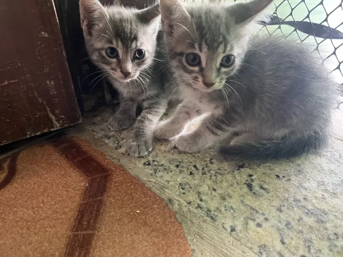Gatos para adoção
