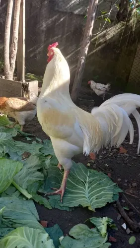 Galo e galinhas
