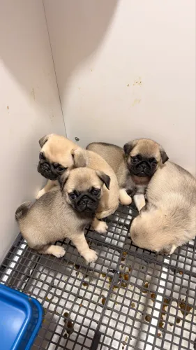 Filhote pug
