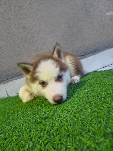 Filhote de Husky Siberiano