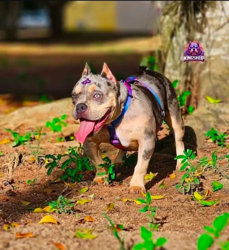 Bullys micros com exelente Pedigree disponíveis 