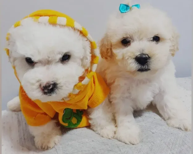 Poodle