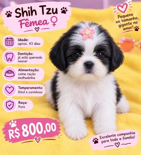 Filhotes de Shih tuz