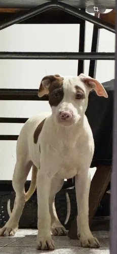 Filhote de Pitbull fêmea 