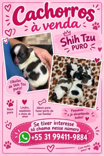 Filhotes de shitzu