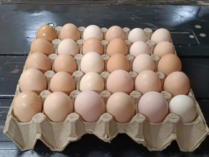 30 Ovos Galados de Galinha Caipira Selecionados - Alta Fertilidade