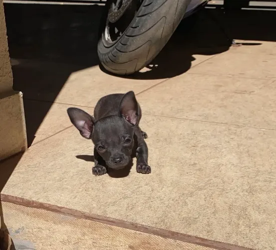 pinscher miniatura 