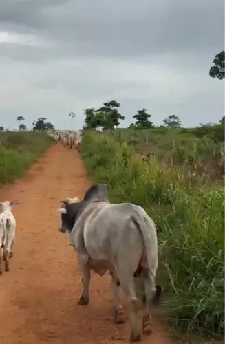 Fazenda Paranaita 1280 ha