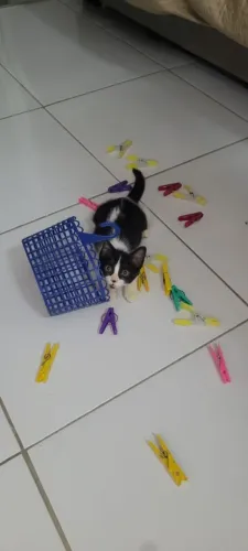 Gatinha filhote para adoção responsável (gata/pet/gato)