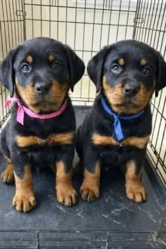 Rottweiler maravilhoso