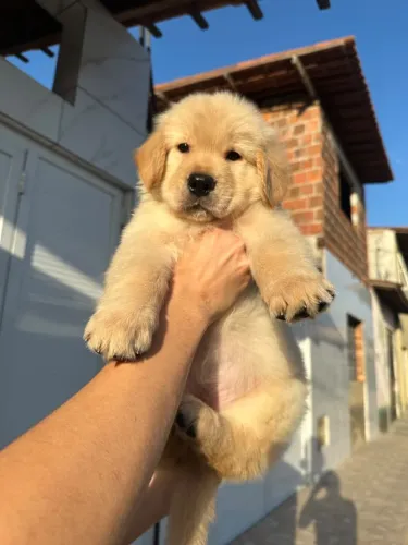 golden retriever macho