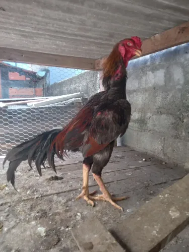Galo da raça shamo a venda