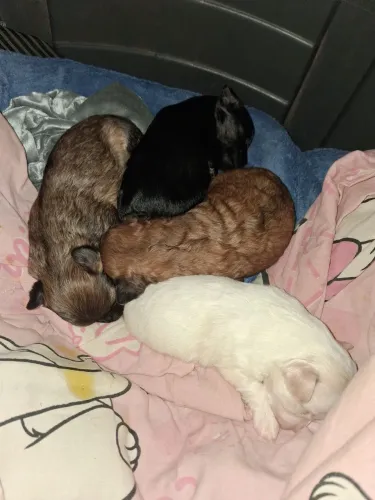 Cachorrinho 