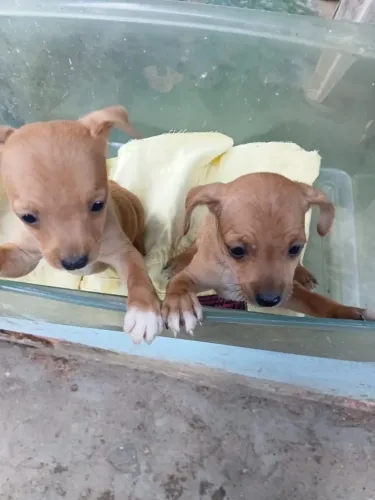 Filhotes de pinscher com Basset